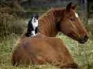 cat_and_horse_99.jpg