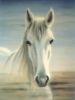 whitehorse1.jpg