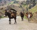 MULES.JPG