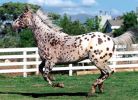 appaloosa.jpg