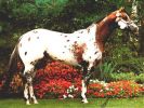 appaloosa2.jpg