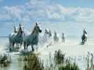 camargue.jpe