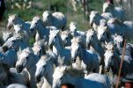 camargue11.jpe