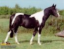 horse_0589.jpg