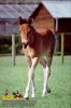 horse_0631.jpg
