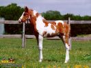 horse_0687.jpg