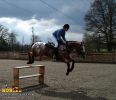 horse_2177.jpg