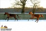 horse_5357.jpg