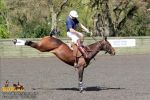 : horse_6531.jpg
: 66KB
: 640x426
: 27, 2006 horse_6531.jpg