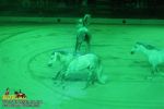 horse_7495.jpg