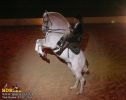 horse_7666.jpg