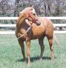 palomino1.jpg