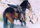 : mulekill1.jpg
: 12KB
: 282x200
: 22, 2006 mulekill1.jpg