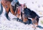 : mulekill2.jpg
: 13KB
: 280x200
: 22, 2006 mulekill2.jpg