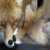 921.gif