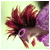 582.gif